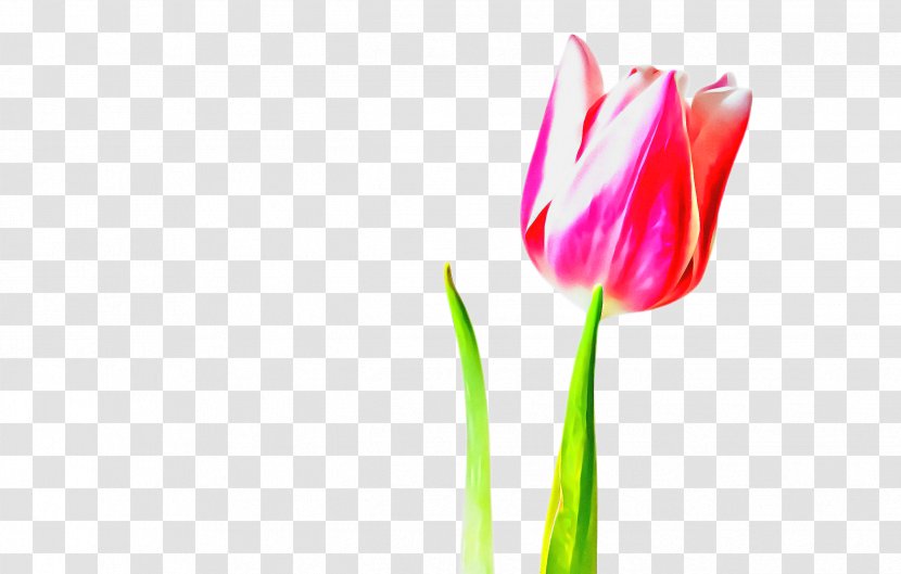 Lily Flower Cartoon - Petal - Hippeastrum Lady Tulip Transparent PNG