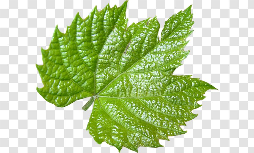 Leaf Grape Leaves Clip Art Transparent PNG