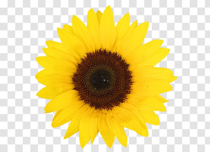 Common Sunflower Daisy Family Yellow - Flowering Plant Transparent PNG