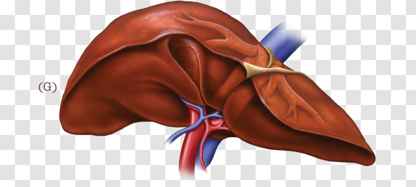 Liver Disease Health Food Digestion - Flower - Human-liver Transparent PNG