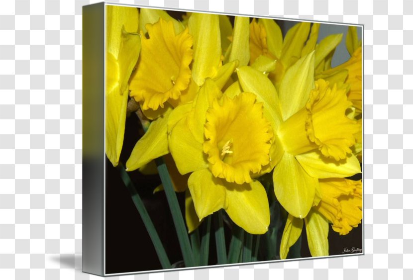 Narcissus Tulip Picture Frames Petal Image - Frame Transparent PNG