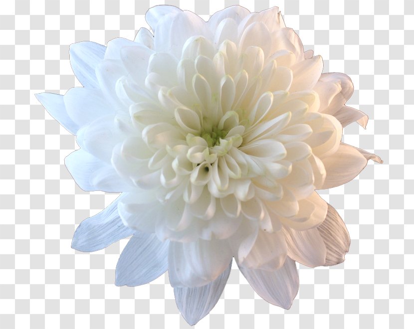 Flower Bouquet Chrysanthemum Clip Art - Chrysanths - Pastel Flowers Transparent PNG