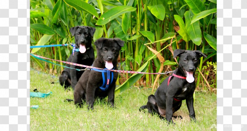 Dog Breed Patterdale Terrier Greyhound Great Dane Sporting Group - Grass - Animal Welfare Transparent PNG