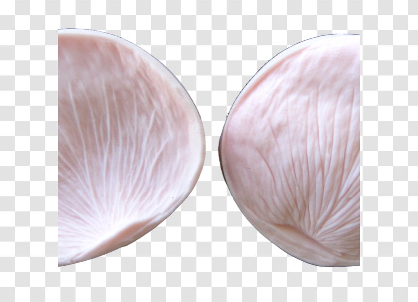 Seashell Veneroida Petal - Rose Transparent PNG