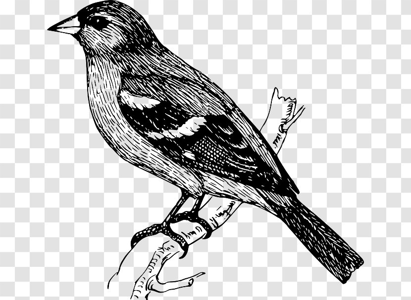 Bird Finch Drawing Clip Art - Songbird - Pigeon Vector Transparent PNG