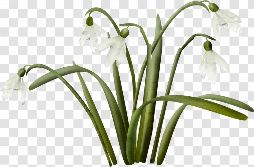 Snowdrop Flower Clip Art - Spring Transparent PNG