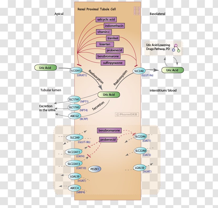 Probenecid Uric Acid Uricosuric Arthritis Kidney - Excretion Transparent PNG