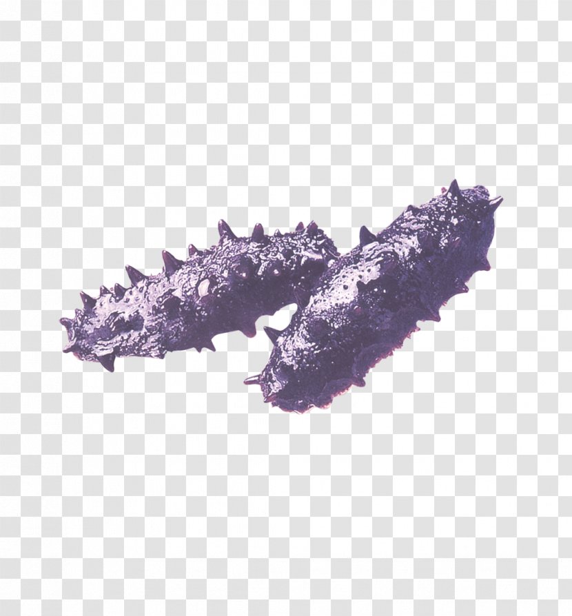 Sea Cucumber As Food - Violet Transparent PNG