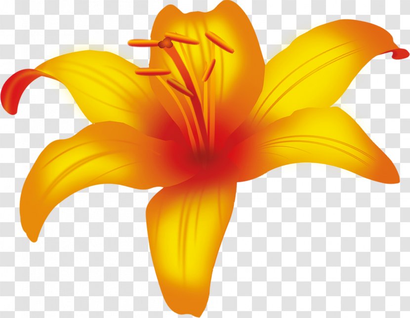 Cut Flowers Plant Petal Daylily - Lily - Flower Transparent PNG