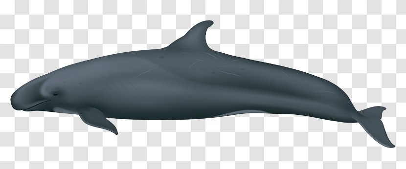 Common Bottlenose Dolphin Short-beaked Wholphin Tucuxi Rough-toothed - Pseudorca Transparent PNG
