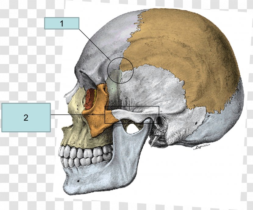 Superior Nasal Concha Zygomatic Bone Anatomy Temporal - Jaw - Skull Transparent PNG