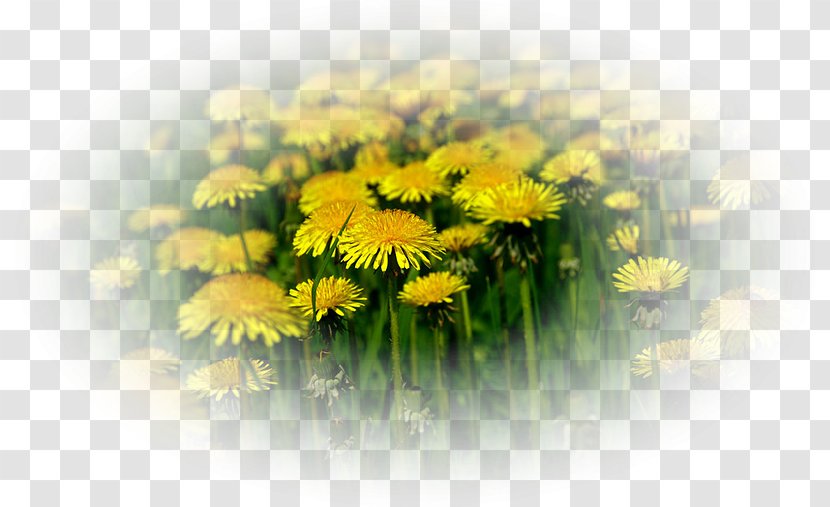 Dandelion Daytime Pappus Petal Flower - Wildflower Transparent PNG