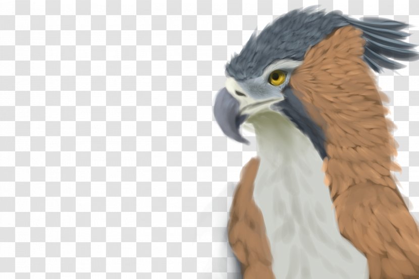 Eagle Beak Feather Transparent PNG