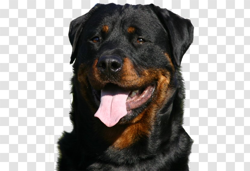 Rottweiler Puppy Greeting & Note Cards Birthday Christmas Card Transparent PNG