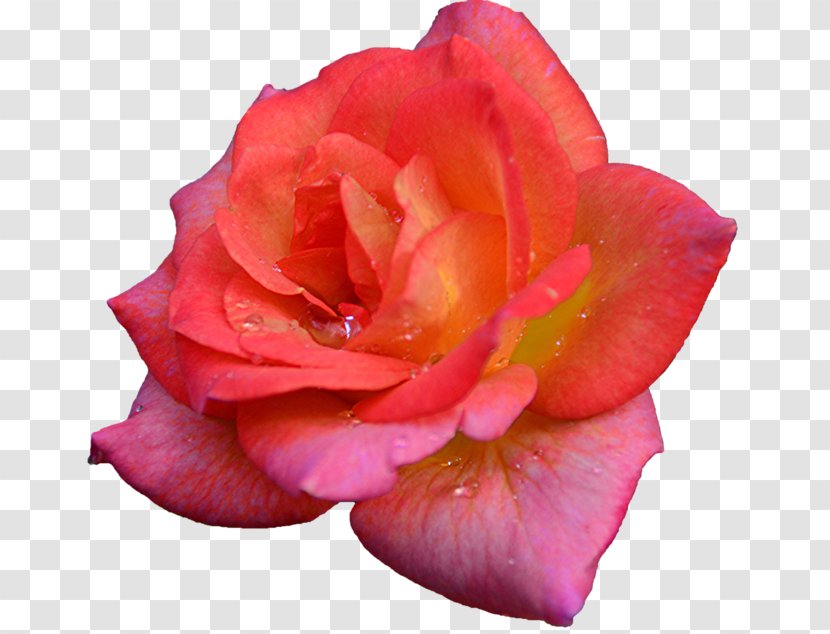 Garden Roses Cabbage Rose Floribunda Petal Cut Flowers - Cartoon - Post It Rosa Transparent PNG
