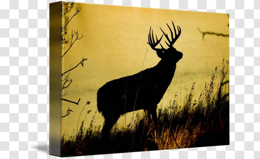 Elk Antler Stock Photography Silhouette Transparent PNG