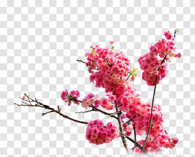 Cherry Blossom Cerasus Drawing - Pink Blossoms Transparent PNG