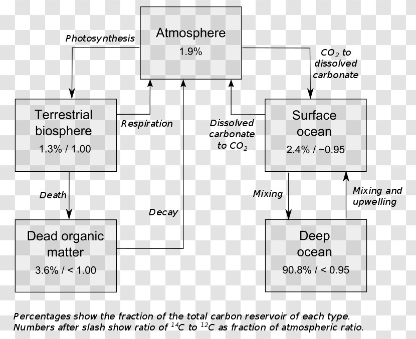 Carbon-14 Radiocarbon Dating Chronological Carbon-12 - Document Transparent PNG