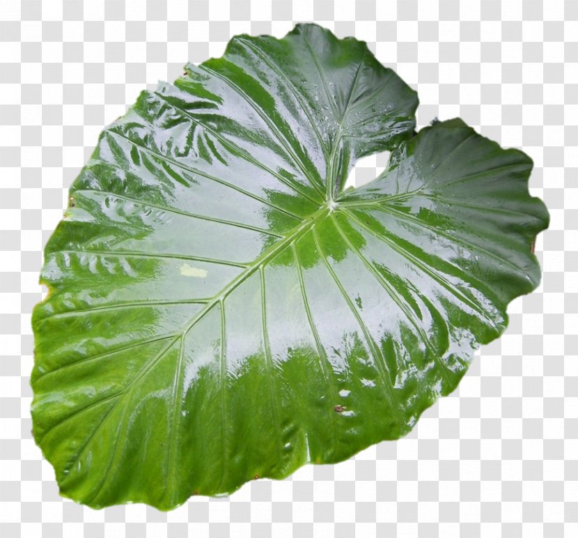 Green Leaf Background - Annual Plant - Perennial Transparent PNG