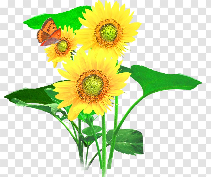 Common Sunflower Cut Flowers Transparent PNG