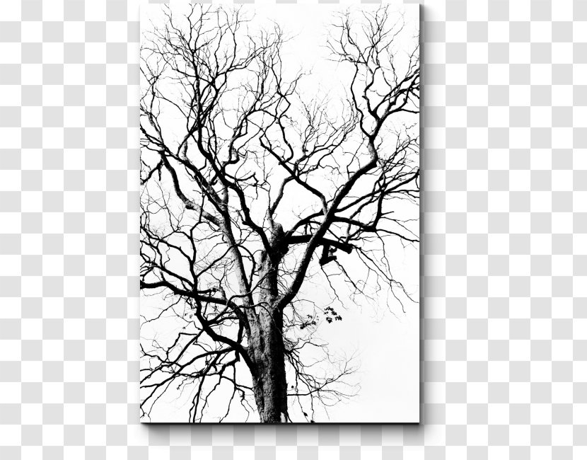 Stock Photography Drawing Tree Leaf - Snag Transparent PNG