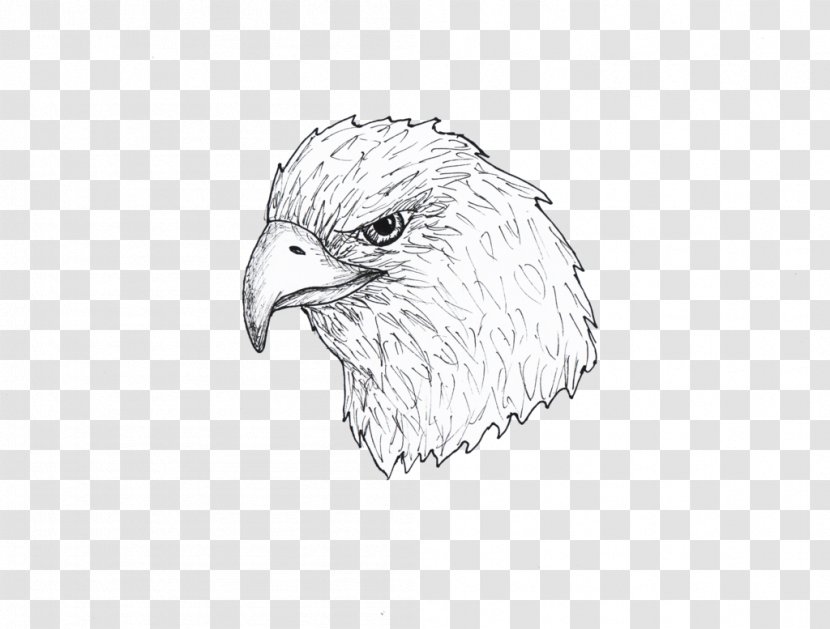 Bald Eagle Hawk Buzzard Beak Sketch - Wing - Falcon Transparent PNG