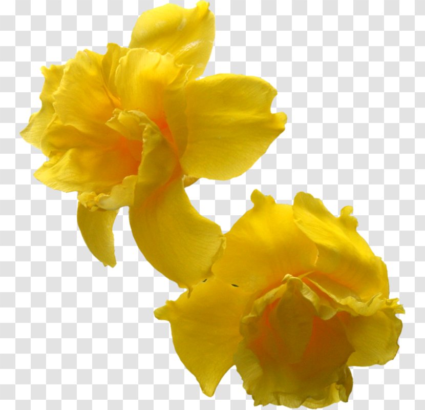 Flower Photography Daffodil - Flores Amarillas Transparent PNG