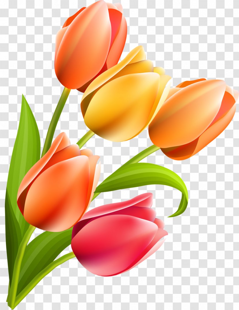Cut Flowers Tulip Flowering Plant Liliaceae - Lily Family Transparent PNG