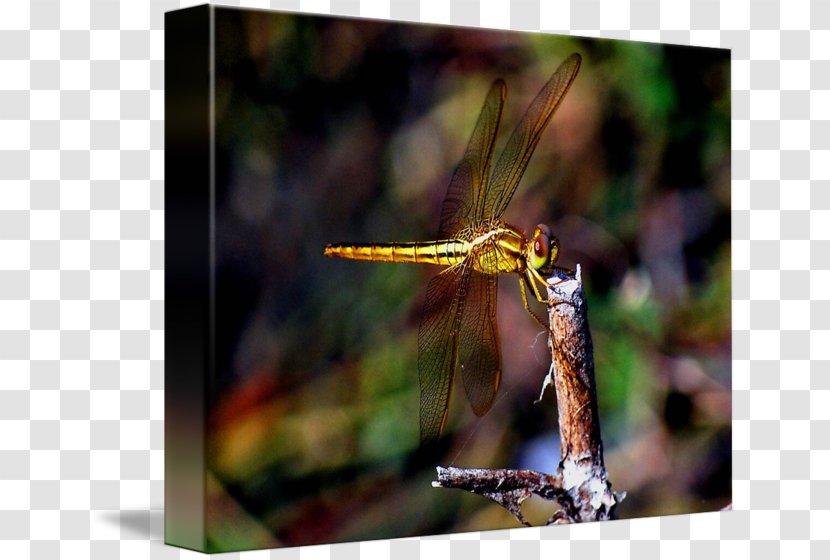 Dragonfly Net-winged Insects Damselflies Photography - Membrane Winged Insect Transparent PNG