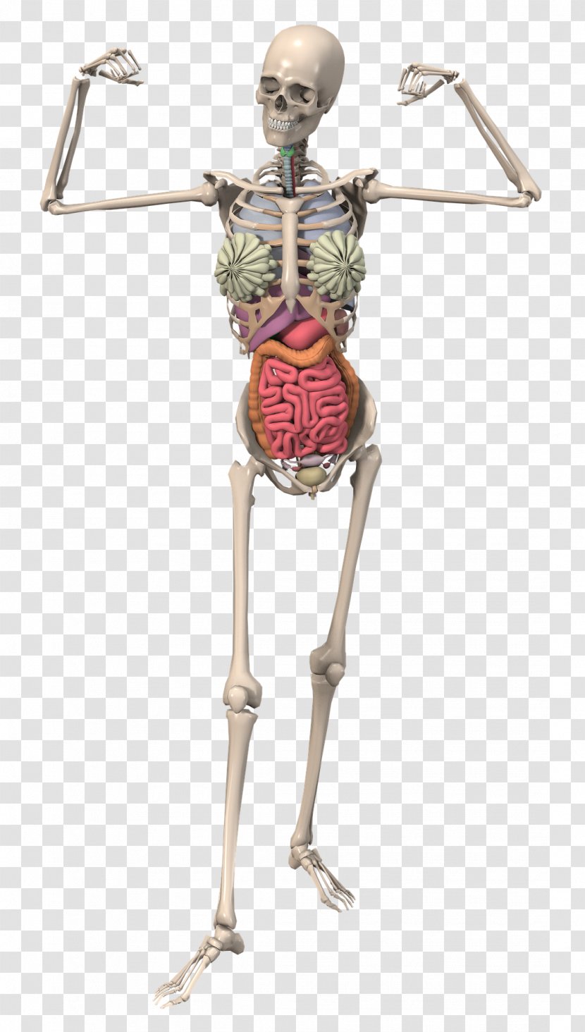 The Skeletal System Anatomy Human Skeleton Bone - Frame Transparent PNG