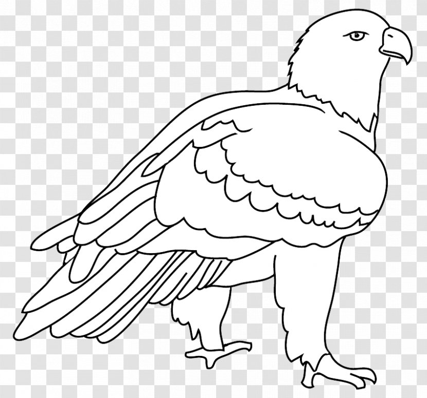 Line Art Beak Bald Eagle Bird Drawing Transparent PNG