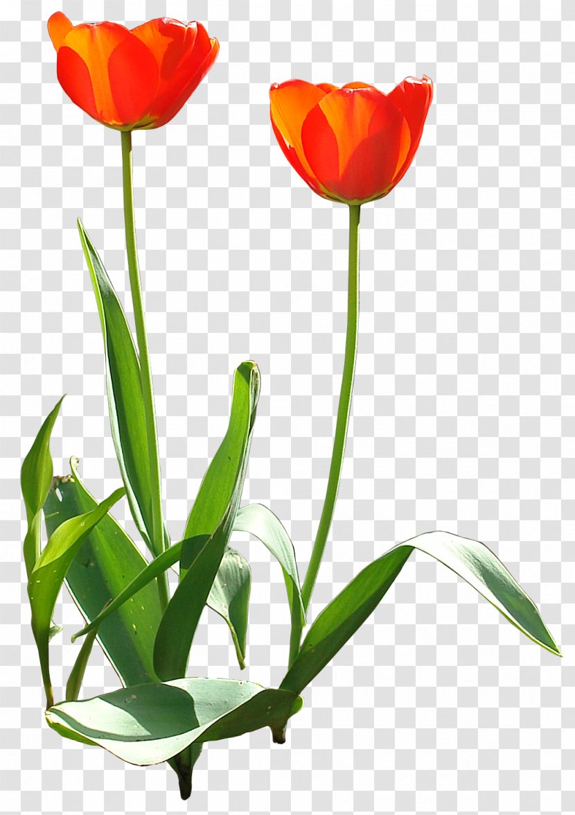 Tulip Flower Design Garden Adobe Photoshop - Cut Flowers Transparent PNG