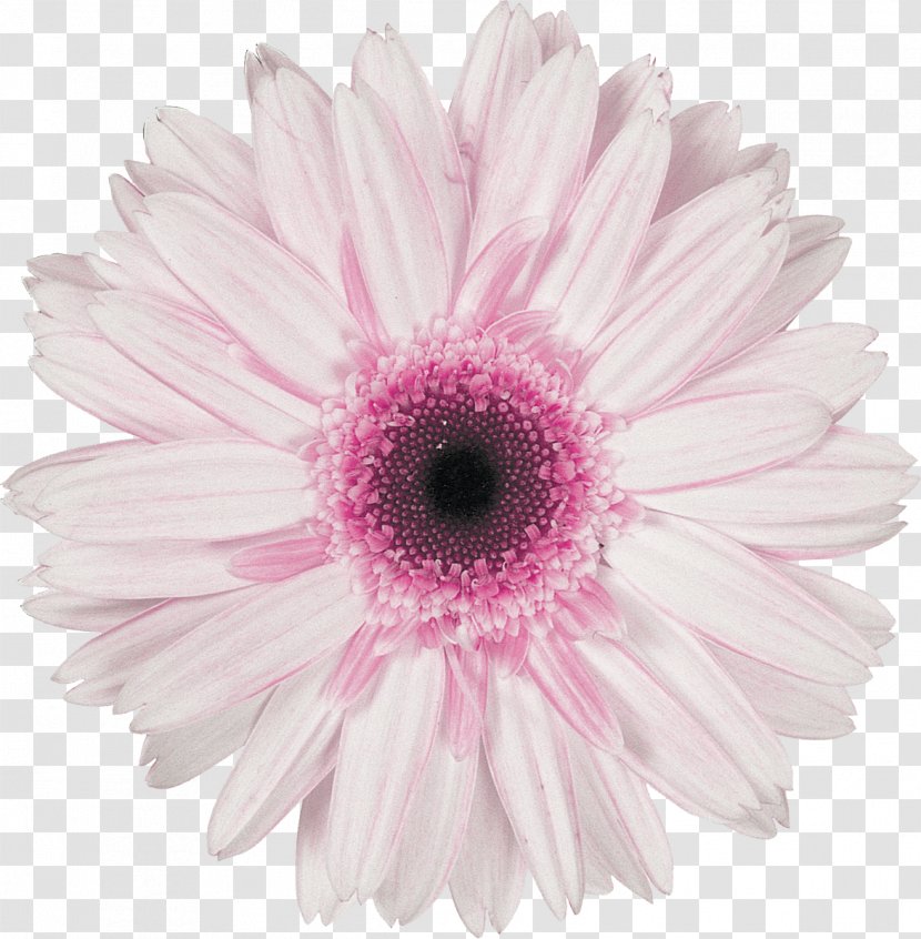 Daisy - Cut Flowers - Flowering Plant Transparent PNG