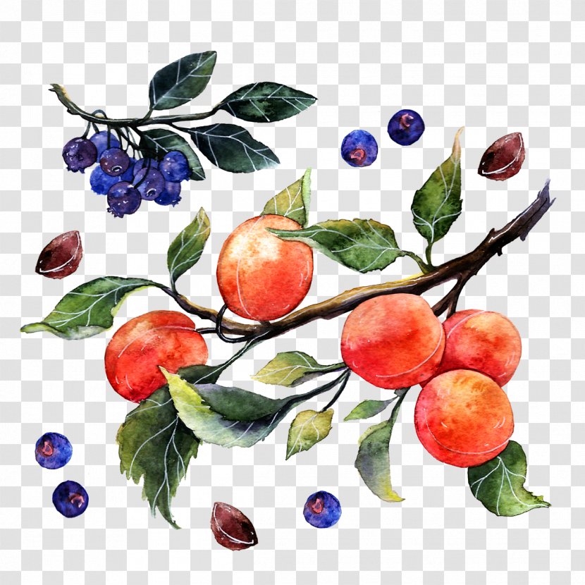 Apple Watercolor Painting Illustrator Illustration - Graphic Designer - Oranges And Blueberries Transparent PNG