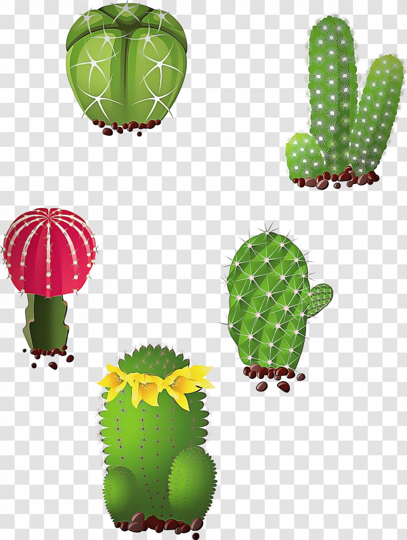 Cactus - Plants - Flower Hedgehog Transparent PNG
