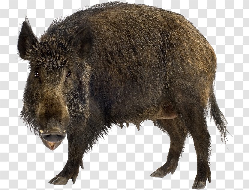 Wild Boar Stock Photography Brown Bear Stock.xchng Transparent PNG