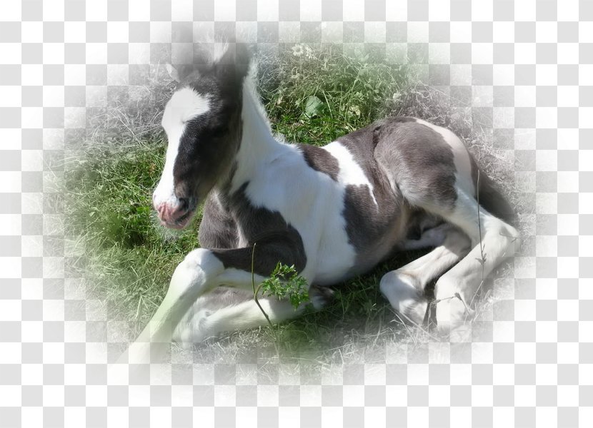 Mare Foal Mustang Stallion Pony - Horse Transparent PNG