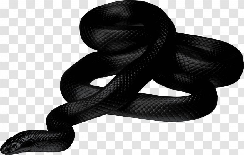 Snakes Reptile Vipers Clip Art - Texas Rat Snake Transparent PNG