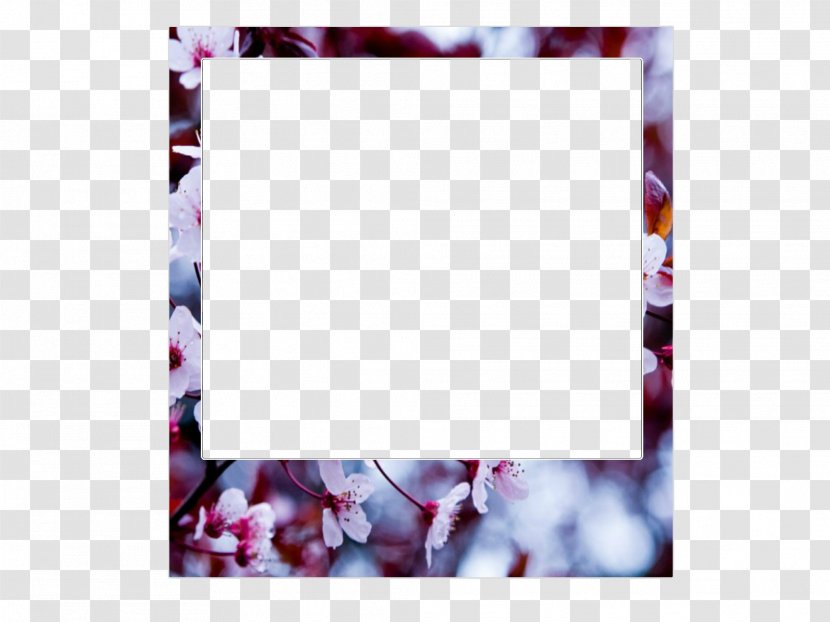 Picture Frames Photography 0 Flower 1 - 2016 - Miss Calm Transparent PNG
