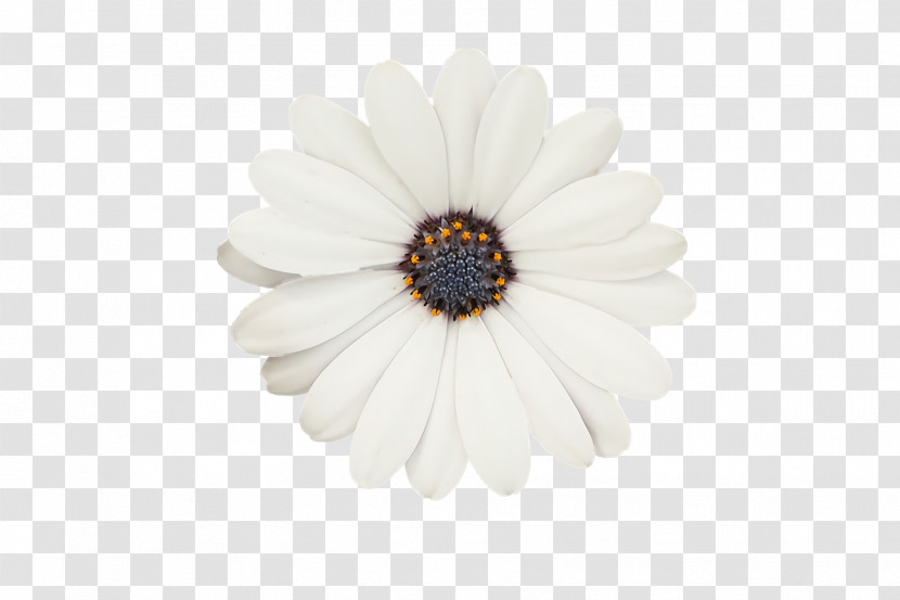 Oxeye Daisy Transvaal Daisy Black & White / M Petal Transparent PNG