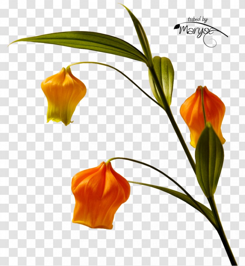 Flower Clip Art - Flowering Plant - Lampion Transparent PNG