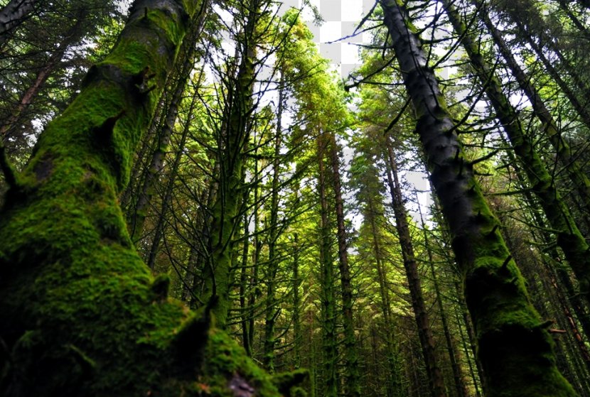 Norway Valdivian Temperate Rain Forest Vegetation - Sprucefir Forests - Norwegian Scenery Transparent PNG