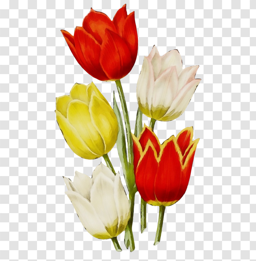 Flower Petal Tulip Cut Flowers Red Transparent PNG