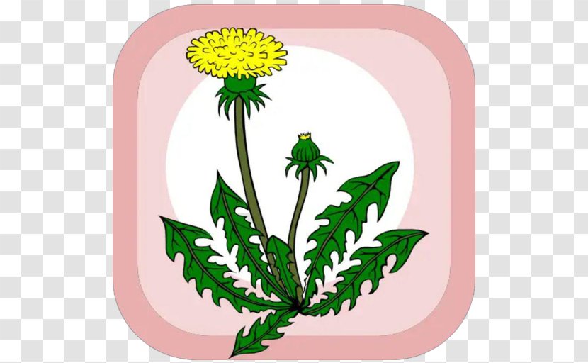 Dandelion Clip Art - Plant Transparent PNG
