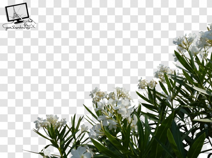 Flower Desktop Wallpaper - Shrub - Wild Flowers Transparent PNG