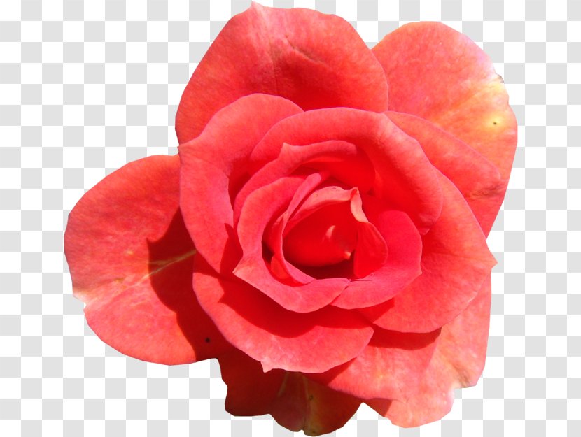 Garden Roses Flower Centifolia Pink - Rgb Color Model Transparent PNG