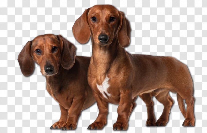 Dachshund Basset Hound Dalmatian Dog Puppy Bloodhound - Christmas - Dogs Transparent PNG