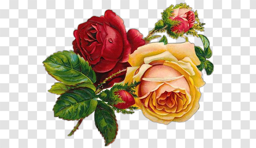 Rose Floral Design Clip Art - Floristry - V Bucks Transparent PNG
