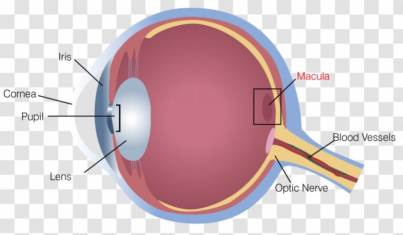 Floater Retinal Detachment Photopsia Ophthalmology - Flower - Eye Transparent PNG