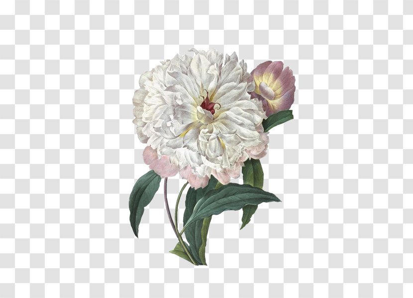 Victorian Era Wall Decal Printmaking Canvas Print Art - Rose Family - Plant,flowers,Elegant Plants Transparent PNG